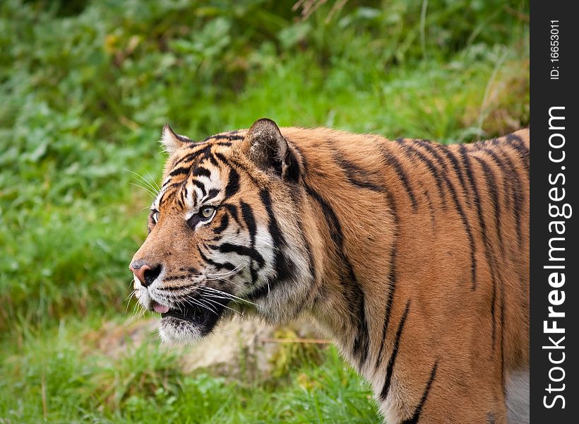 Sumatran tiger during the fall season