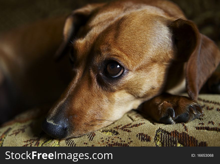 Mixed breed dog by dachshud and pinscher lying on sofa. Mixed breed dog by dachshud and pinscher lying on sofa.