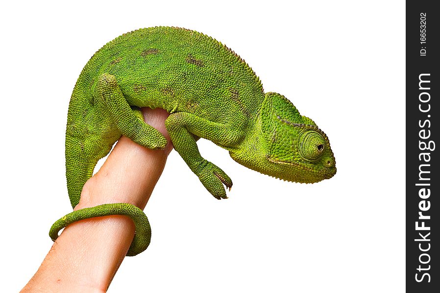 Close up of chameleon sitting on fingers