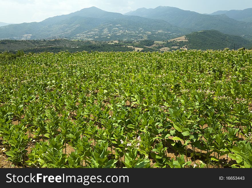 Cultivated Tobacco - Nicotiana tabacum - basma tobacco