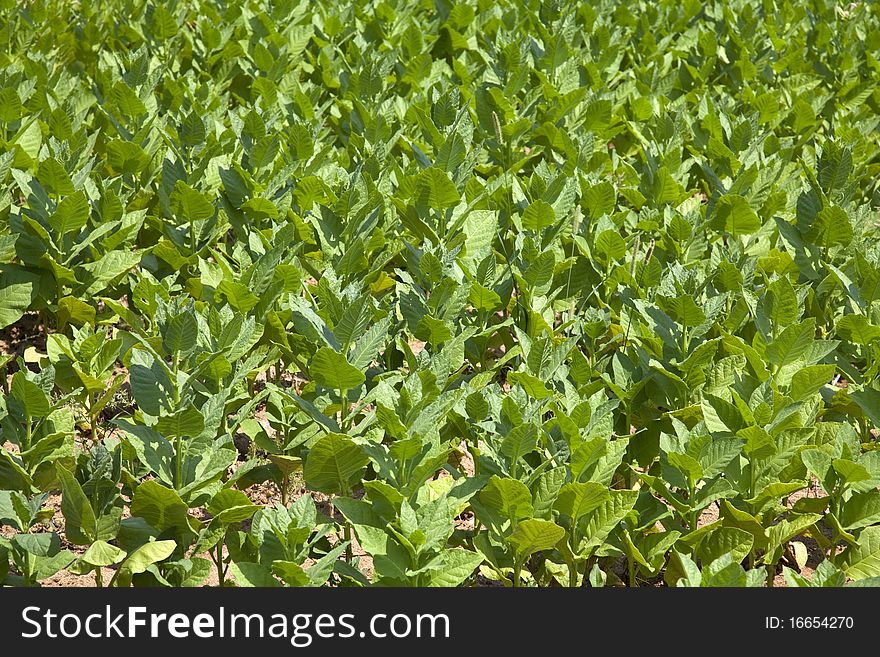 Cultivated Tobacco