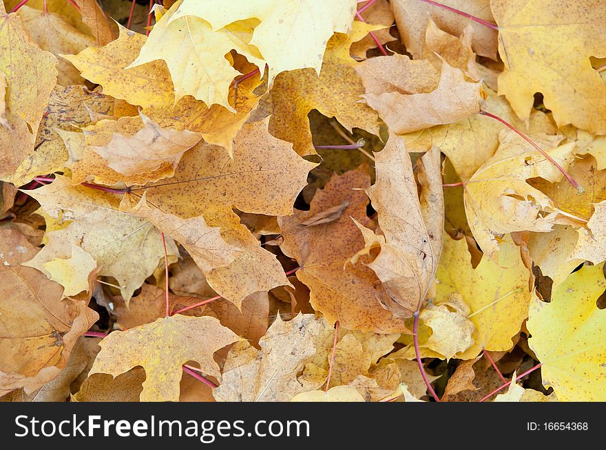 Close-up of colourful autumn leaves background