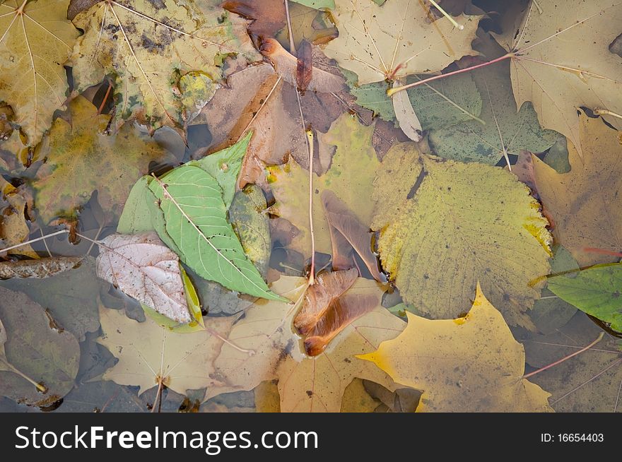 Wet autumn leaves close-up background. Wet autumn leaves close-up background