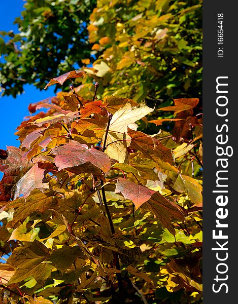 Colorful autumn leafs on tree, background