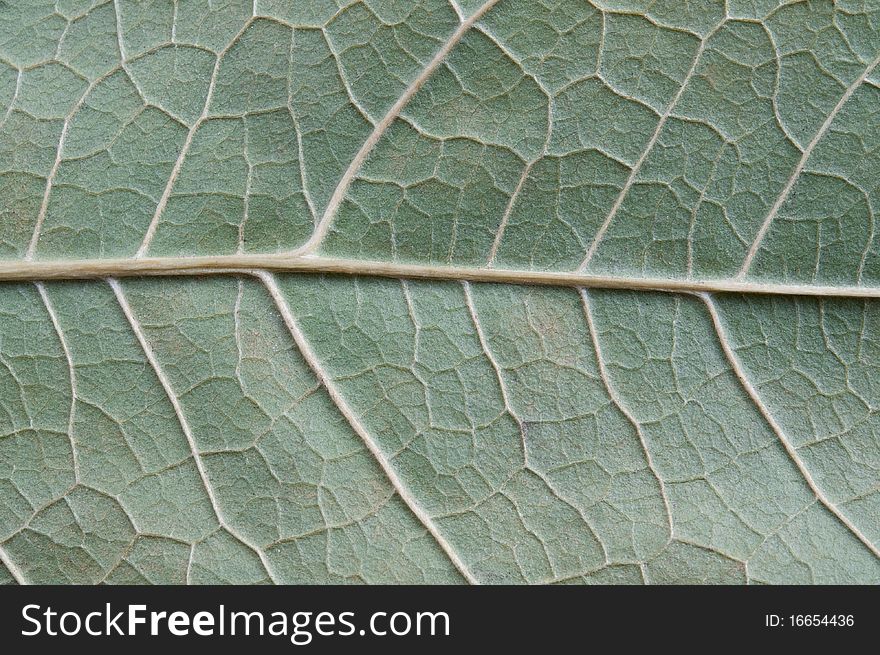 Leaf Surface Background, Close-up