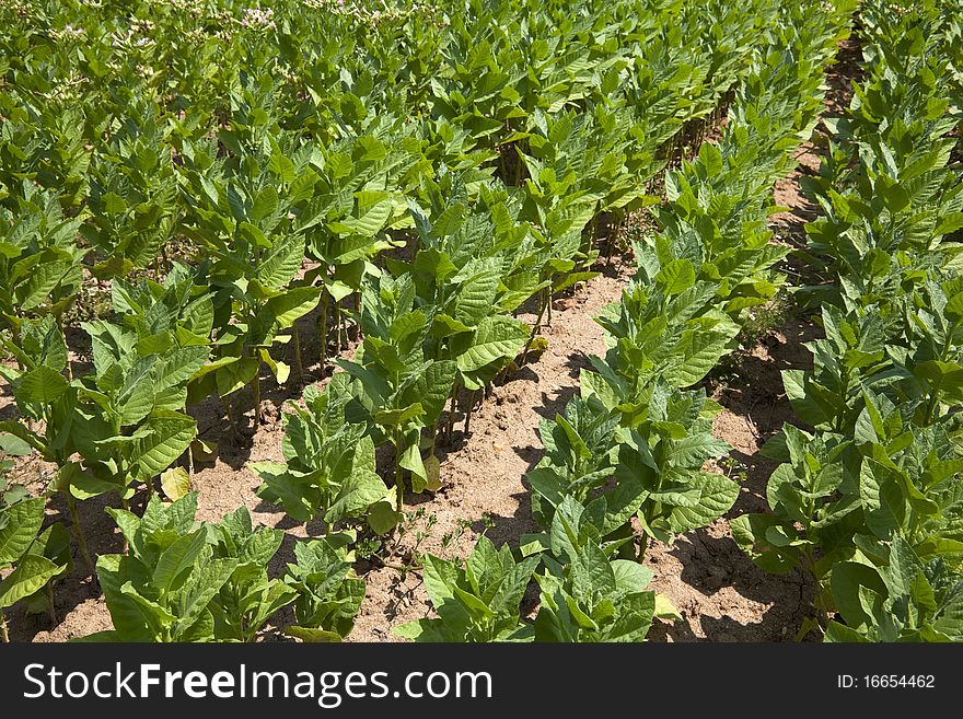 Cultivated Tobacco field