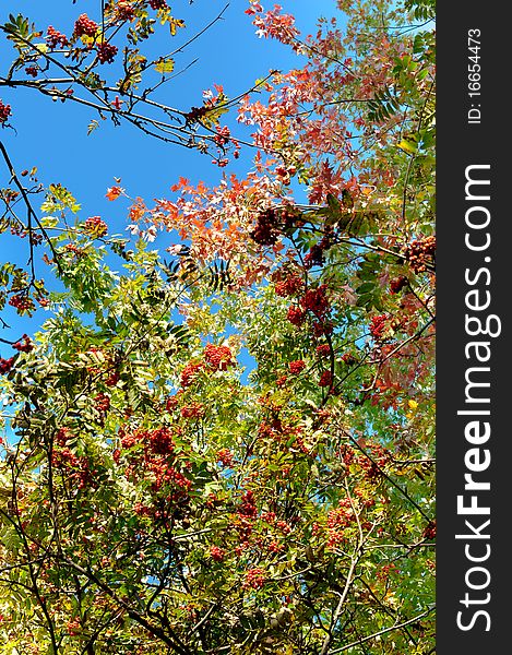 Colorful autumn rowan tree in the park. Colorful autumn rowan tree in the park