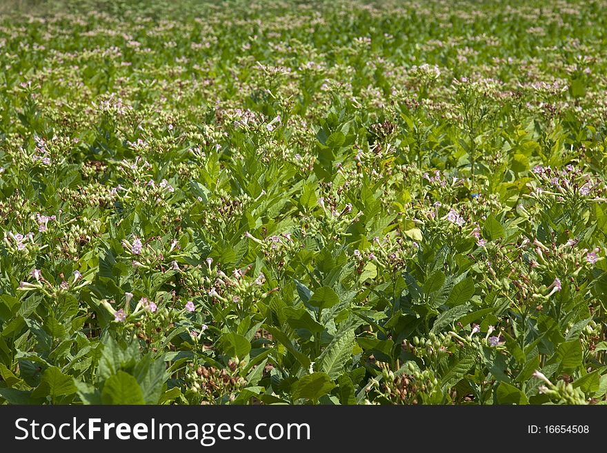 Cultivated Tobacco Field