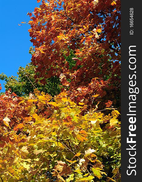 Colorfull Autumn Trees