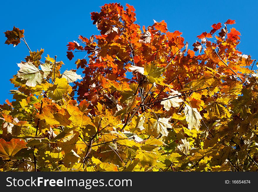 Colorful autumn trees in the park