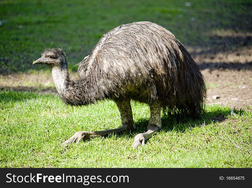 Portrait of a adult Emu