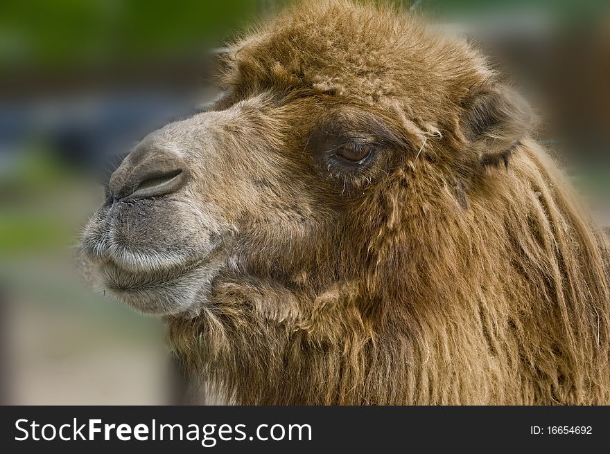 Camel portrait on the wildlife
