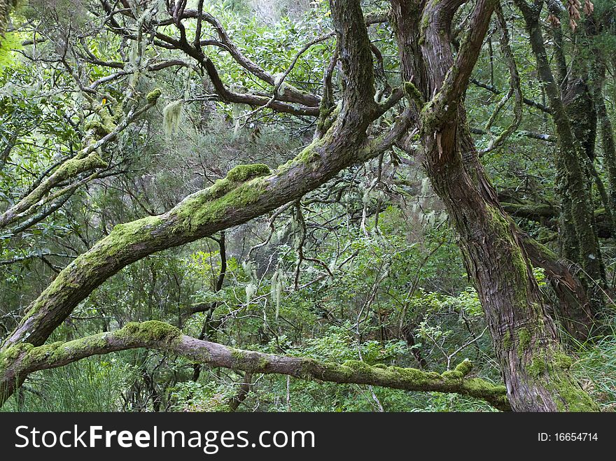 The wood of madeira island