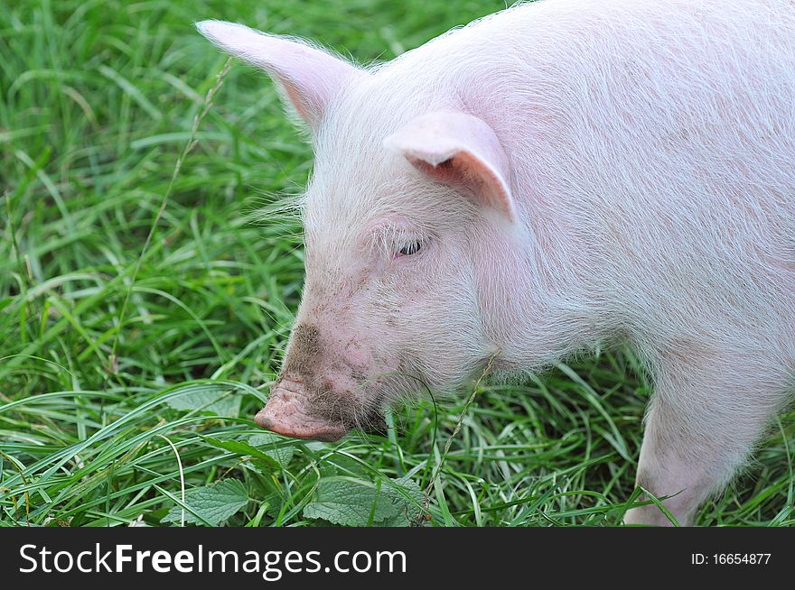 Small pig on a grass