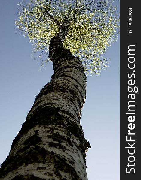 Birch tree from below against the blue sky.