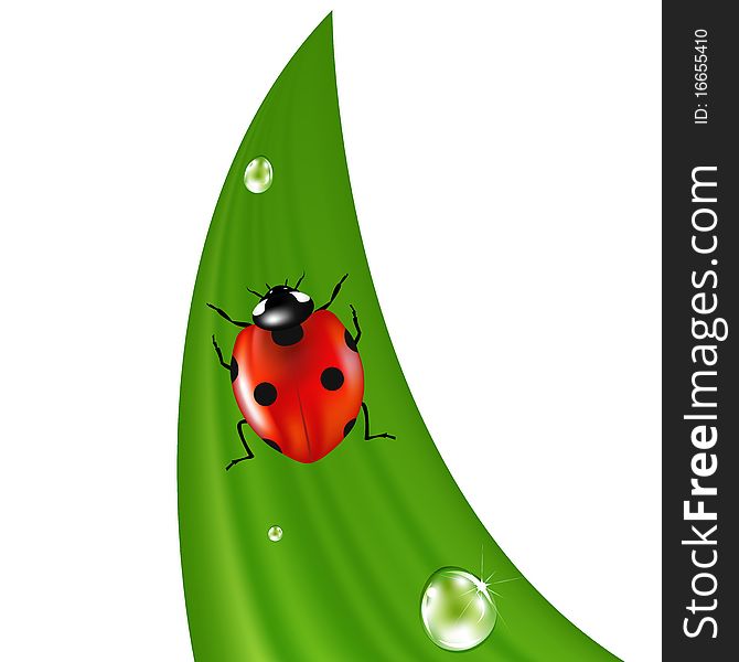 Ladybird On Grass. Vector