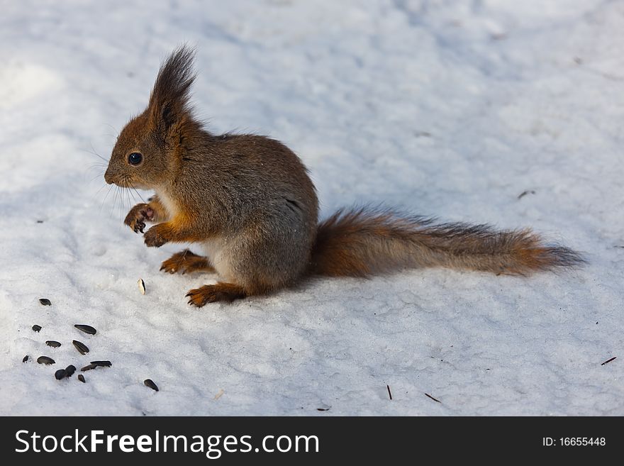 The squirrel on snow eats sunflower seeds. The squirrel on snow eats sunflower seeds