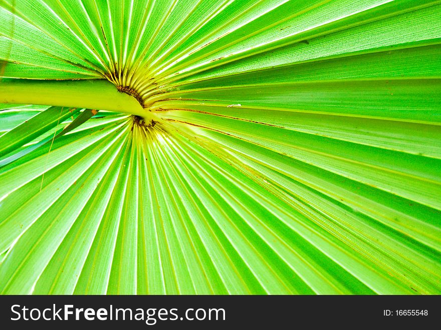 Texture of green palm leaf background picture