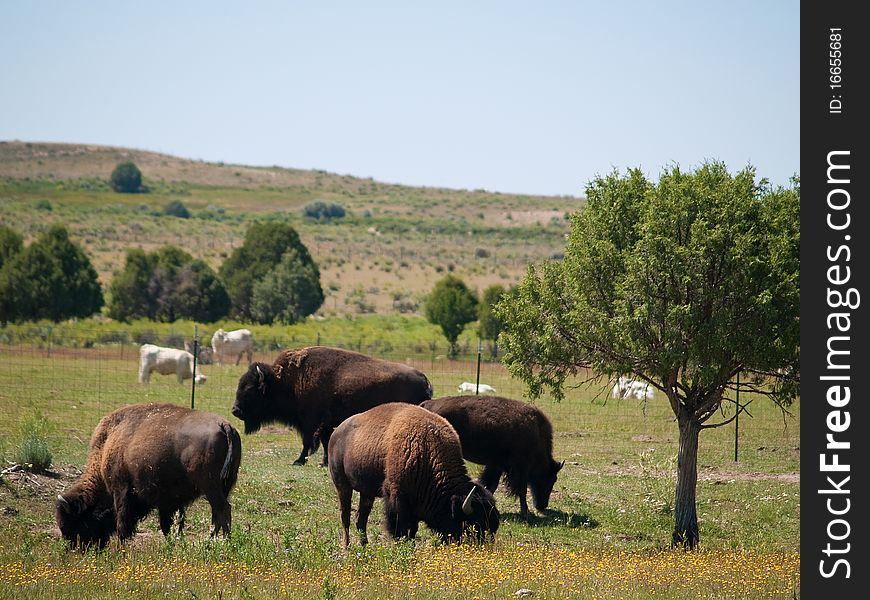 The American bison (Bison bison) is a North American species of bison, also commonly known as the American buffalo. The American bison (Bison bison) is a North American species of bison, also commonly known as the American buffalo