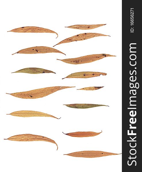 Various type of willow leafs