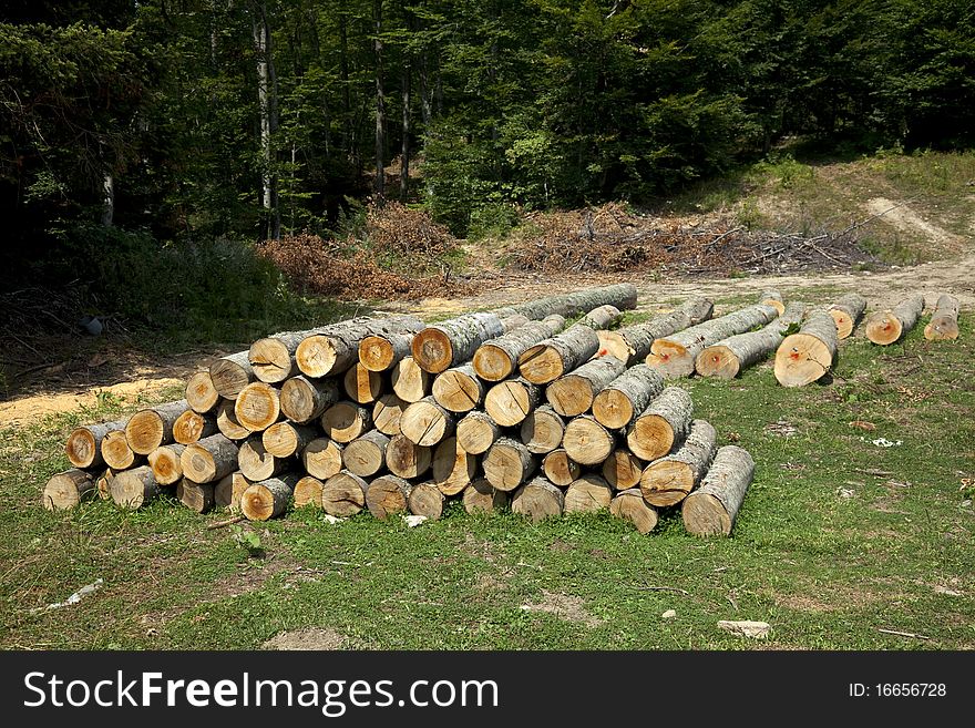 Pile of Spruce Logs and Spruce Trees. Pile of Spruce Logs and Spruce Trees