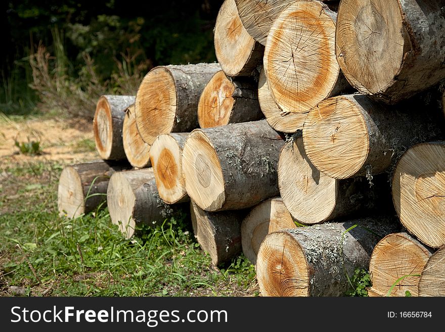 Pile of Spruce Logs and Spruce Trees. Pile of Spruce Logs and Spruce Trees