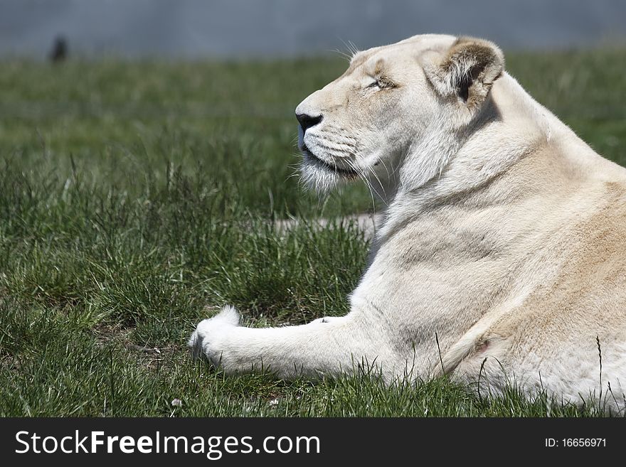 A beautiful White lioness basking in sunlight.