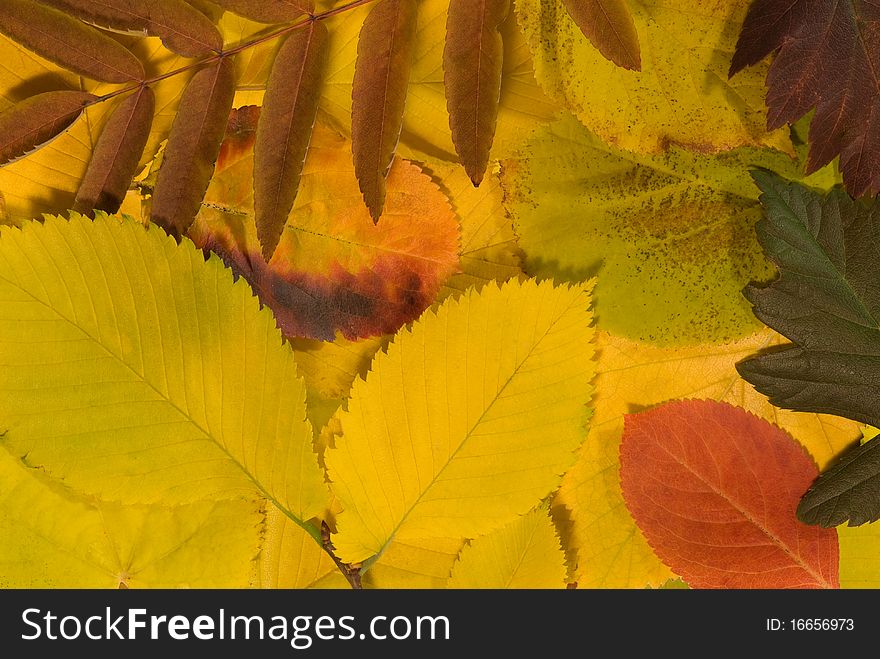 Different colorful autumn leaves background