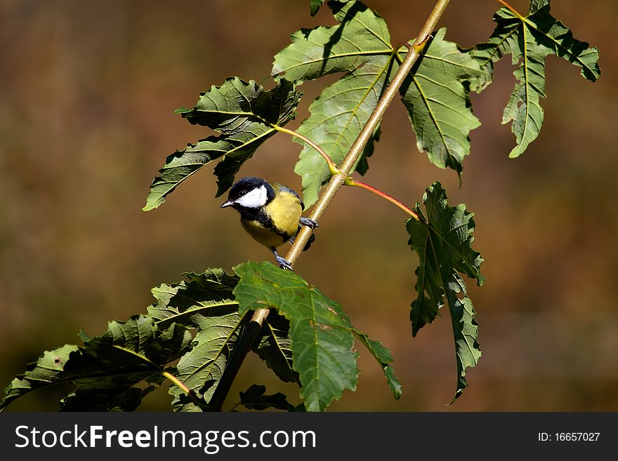 Parus Major on a twig in autumn as the sun sets. Parus Major on a twig in autumn as the sun sets.