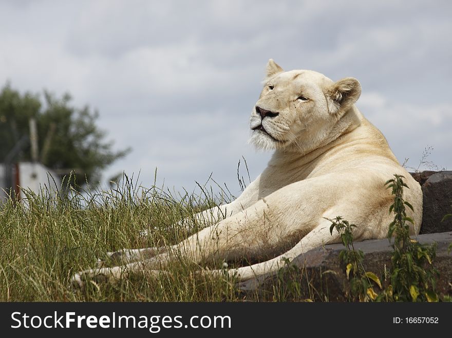A beautiful White lioness basks in sunlight.