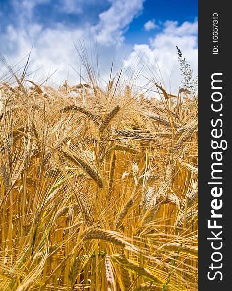 Yellow wheat close up with blue sky and white clouds in background. Yellow wheat close up with blue sky and white clouds in background