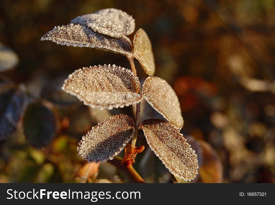 Morning frost on the leaves at dawn