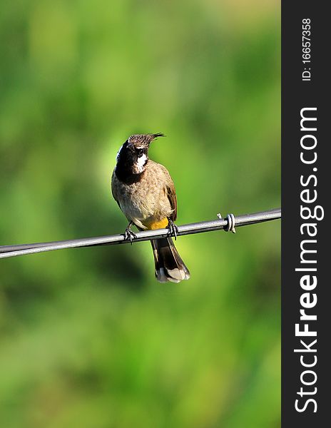 Curious bird  bulbul