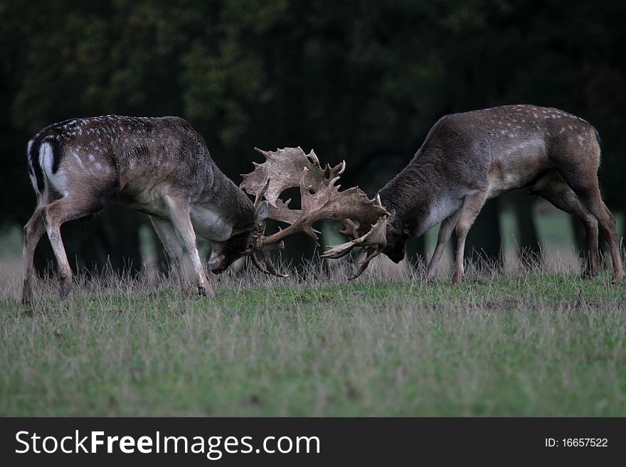 Male fallow deer fighting in the forest