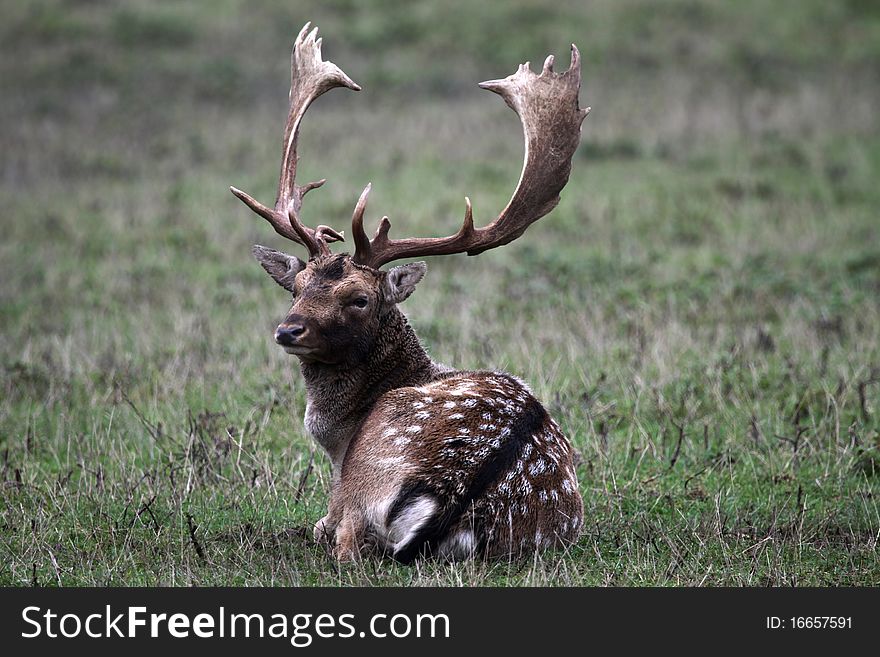 Fallow deer in the forest