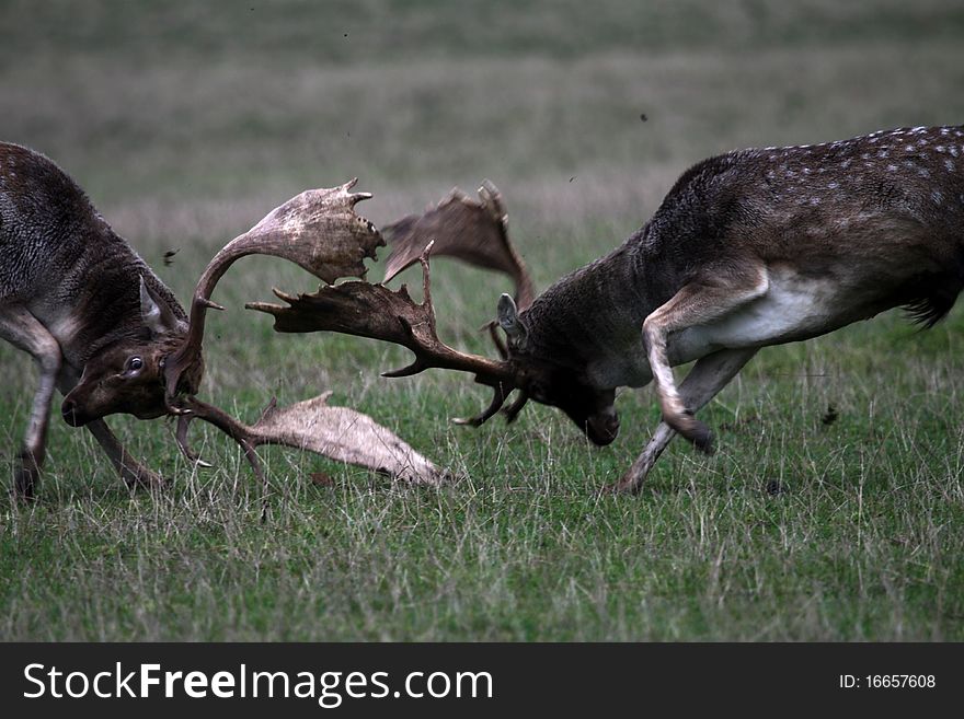 Fallow deer fighting in the forest