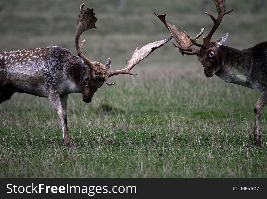 Fallow deer fighting in the forest