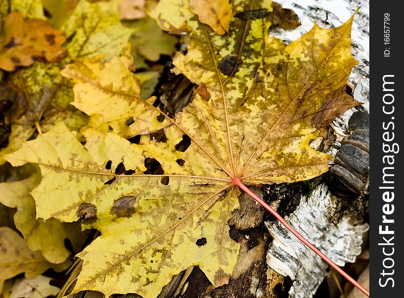 Old autumn maple leaf on broken birch trunk in wet wether. Old autumn maple leaf on broken birch trunk in wet wether