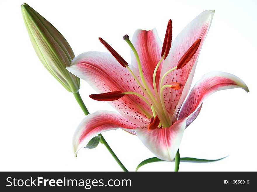 A red lily and a bud on white background. A red lily and a bud on white background