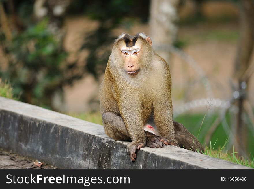 Monkey in khao yai national park.