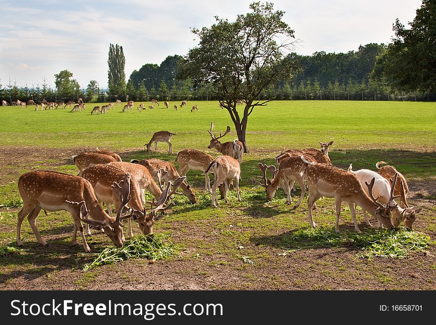 Fallow Deer Herd Grazing