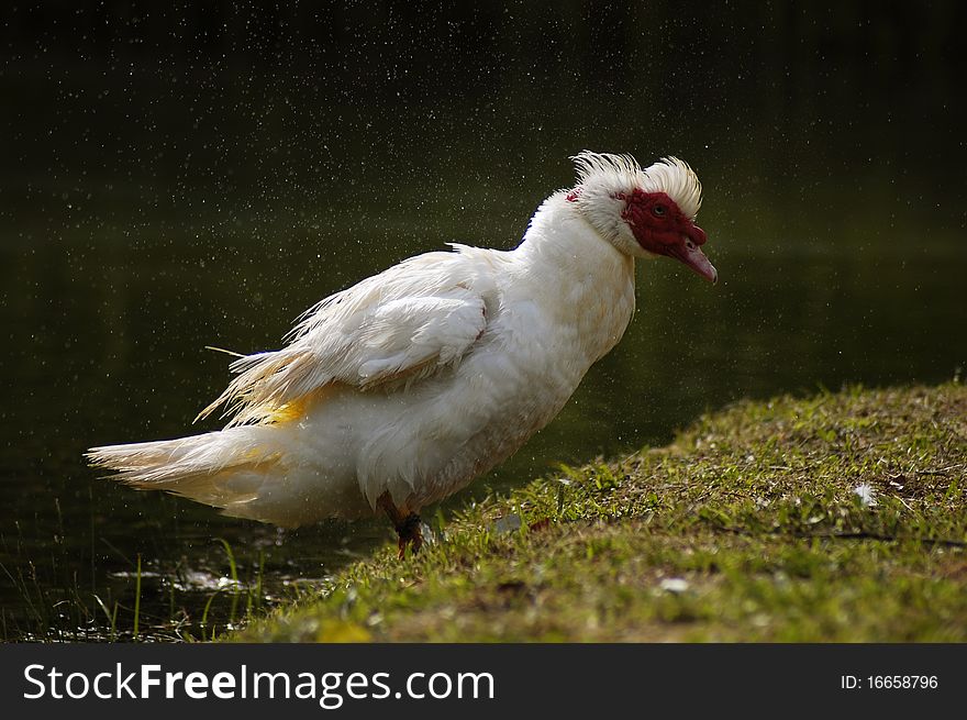 Wild white duck that is shaking on the grass near the lake. Wild white duck that is shaking on the grass near the lake.