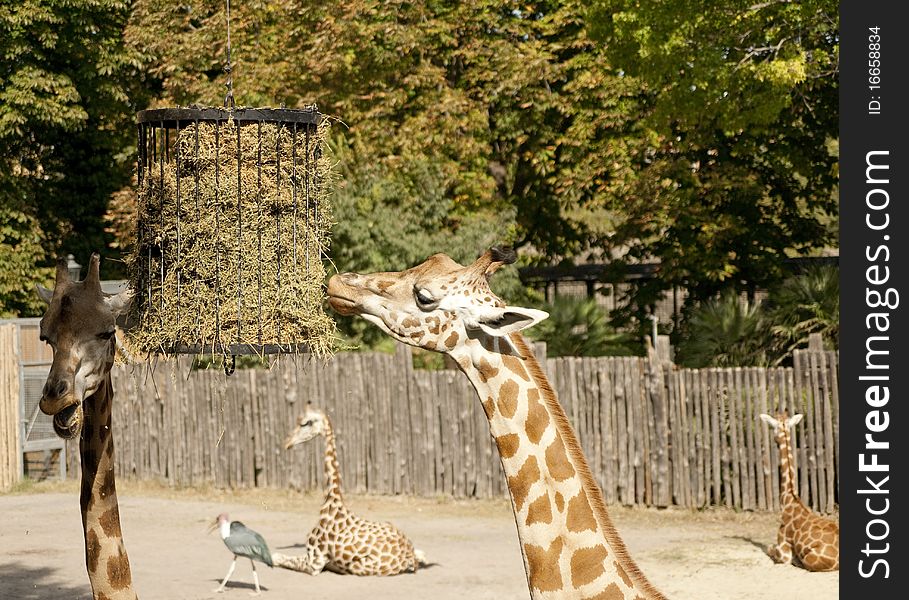 Giraffe eating in urban zoo
