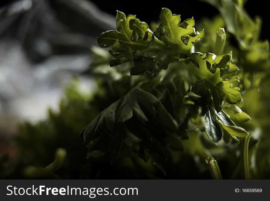 Fresh parsley isolated on black. Fresh parsley isolated on black