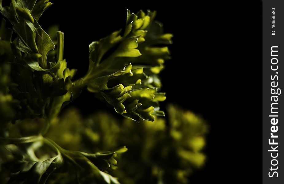 Fresh parsley isolated