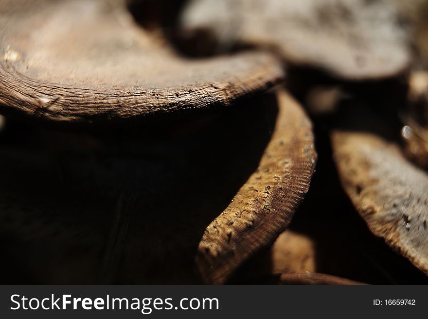 Wood mushrooms on the big approach. Wood mushrooms on the big approach