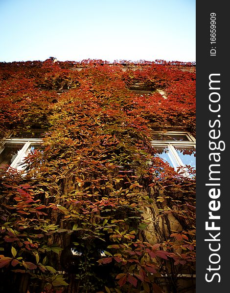 Victorian building facade covered with red ivy