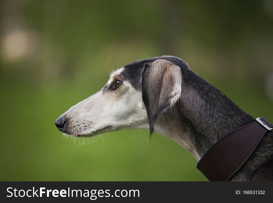 Profile portrait of a gray dog saluki breed on a green nature background