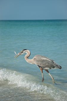 Great Blue Heron With Fish On A Gulf Coast Beach Royalty Free Stock Image