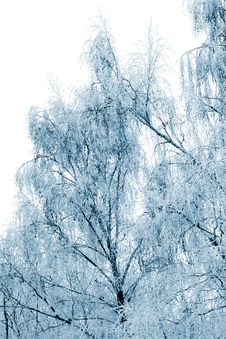 Winter Trees Covered With Snow Royalty Free Stock Images Winter Trees Covered With Snow Royalty Free Stock Images